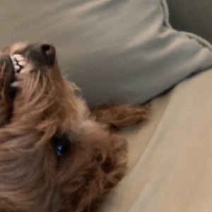 Meet your Posher, Darren